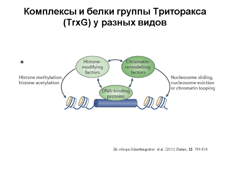 Комплексы и белки группы Триторакса (TrxG) у разных видов  Из обзора Schuettengruber et